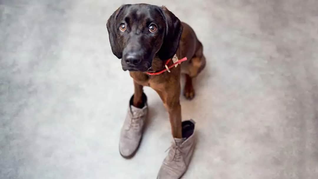 Jak zrobić buty dla psa, aby zapewnić mu komfort i ochronę