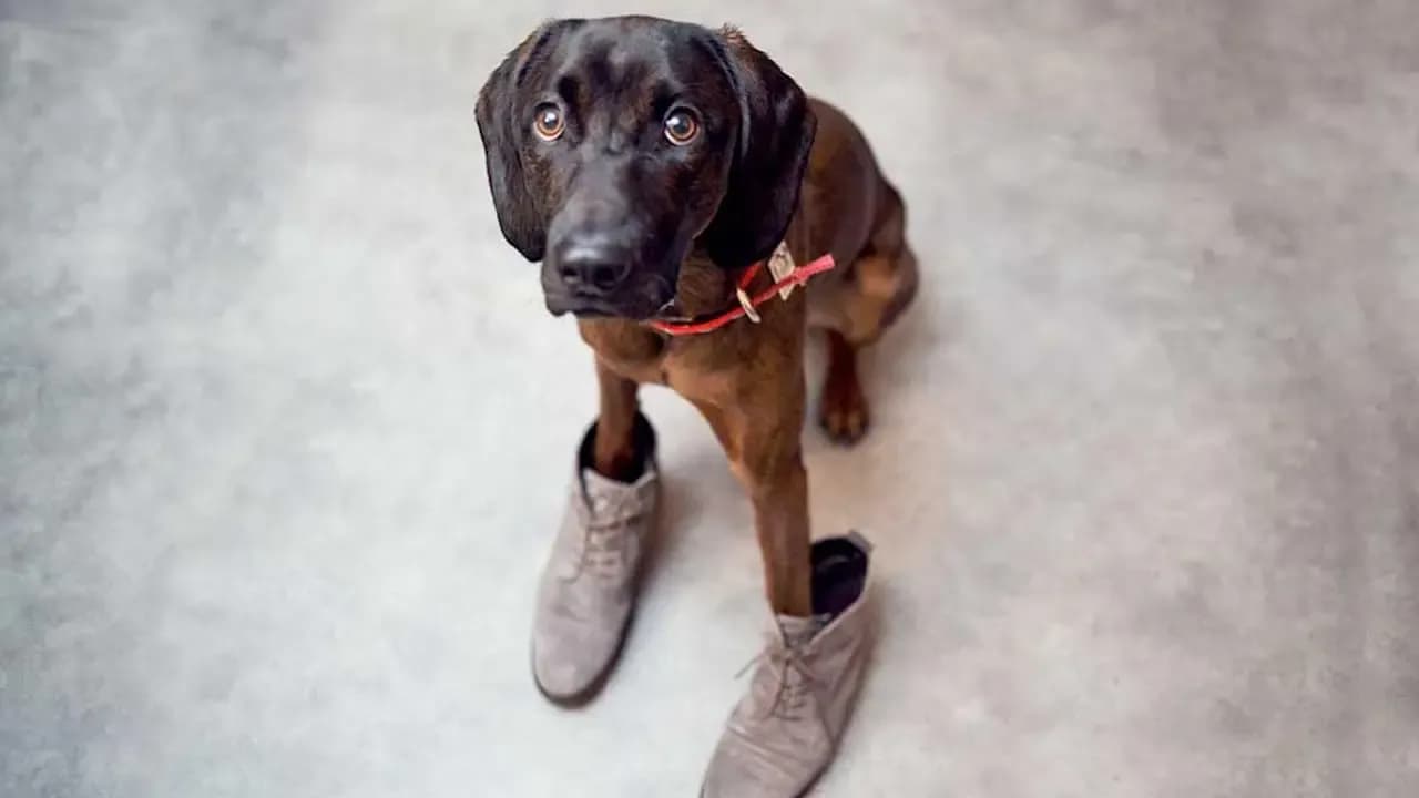 Jak zrobić buty dla psa, aby zapewnić mu komfort i ochronę